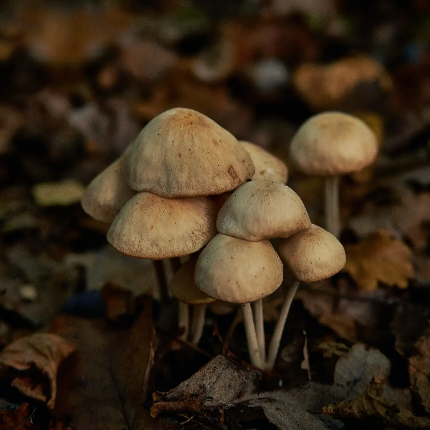 Some wonderful mushrooms surrounded by autumn leaves.